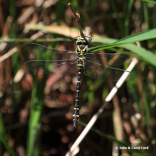 IMG_0479 Cordulegaster boltonii male.JPG